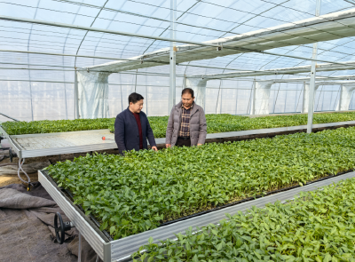 化龙堰镇：乡村振兴添动能   产业兴旺谱新篇