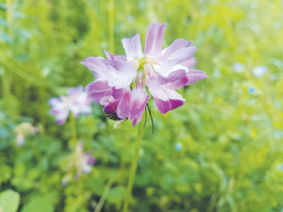青峰镇 ：推进复耕备耕 做优特色产业