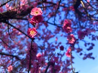 春醒 万物共舞 赏梅正当时