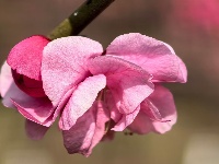春醒 万物共舞 赏梅正当时
