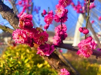 春醒 万物共舞 赏梅正当时