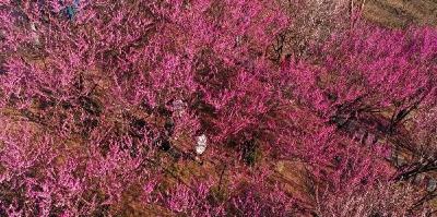 红的、白的、粉的...十堰进入赏梅季~