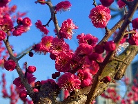春醒 万物共舞 赏梅正当时