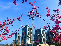 春醒 万物共舞 赏梅正当时