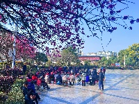 春醒 万物共舞 赏梅正当时