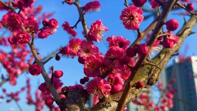 房县：万物随春醒  “梅”好皆可期