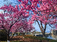 春醒 万物共舞 赏梅正当时