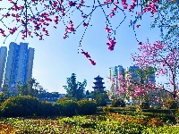 春醒 万物共舞 赏梅正当时