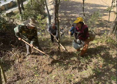 房县林业局：林下经济开启乡村振兴新篇章