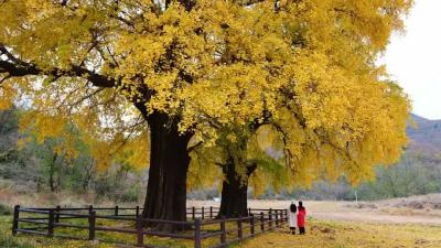 奋进两千亿，仙桃为什么敢？