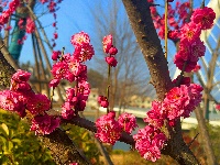 春醒 万物共舞 赏梅正当时
