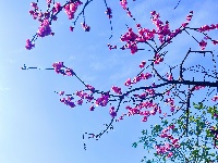 春醒 万物共舞 赏梅正当时