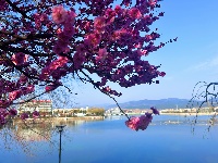 春醒 万物共舞 赏梅正当时