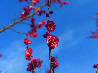 春醒 万物共舞 赏梅正当时