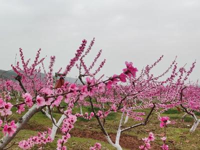房县化龙堰镇：以“桃”为笔，绘就乡村振兴新图景