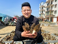 红塔镇六谷村：100余亩羊肚菌抢“鲜”上市
