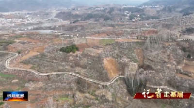 【记者走基层】城关镇八里村：现代化农业助力樱桃产业提质增效