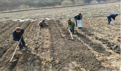 青峰镇：“林下经济”激活乡村振兴新动能