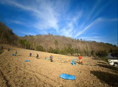 房县上龛乡：精准服务助力中药材产业“生绿生金”