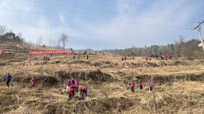 房县大木厂镇： 党群联动齐发力 共绘绿色新画卷