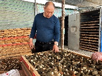 红塔镇六谷村：100余亩羊肚菌抢“鲜”上市