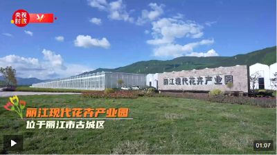 习近平云南行丨花卉产业促振兴——走进丽江现代花卉产业园