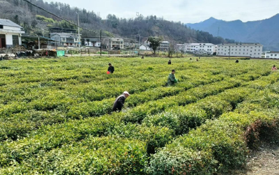 回声｜“总书记，水满乡年年硕果累累”