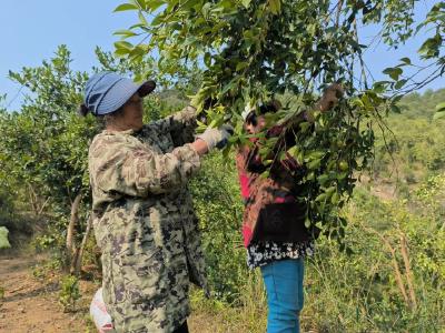 房县深入推进国土绿化质量提升行动 确保一库碧水永续北送
