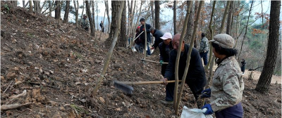 《记者走基层》 陈家铺村：人勤春来早  黄精种植忙