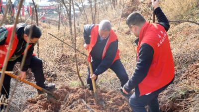 民政局：同“植”青绿  共“树”未来  