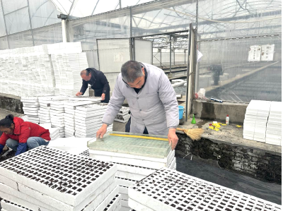 【春耕备耕】房县：人勤春来早，育苗播种忙