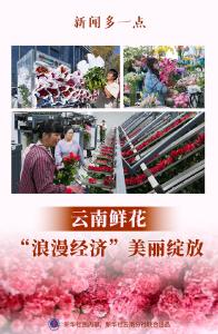 新闻多一点｜云南鲜花：“浪漫经济”美丽绽放