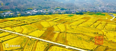 房县：金浪千重织锦绣  春风万里谱新章