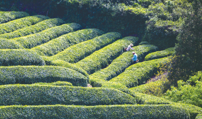 青峰镇 做强茶产业打造“绿色银行”
