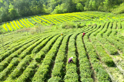 晨露润新芽 茶香溢富路——姚坪乡虎尾沟村有机茶产业见闻