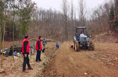 野人谷镇：生态经济“林下生金”，黄精铺就致富路径