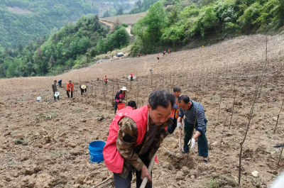 大木厂镇安羊沟村：银杏飘香春意浓  产业振兴正当时