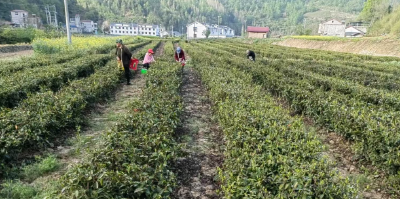 门古寺镇石垭村：千亩茶园迎春采 茶香氤氲绘就乡村振兴新画卷