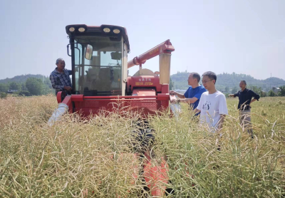 房县直播油菜轻简高效示范灾年获丰收 