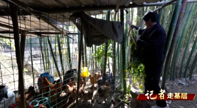 【记者走基层】吴德胜：勤劳换来幸福生活