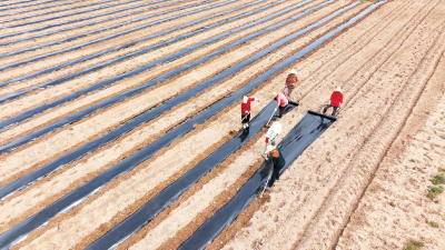 设施农业 助农增收