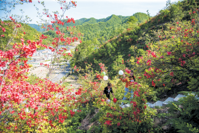 花开十堰·一朵花带火一个村⑨ 千家坪村：杜鹃灼灼染春山