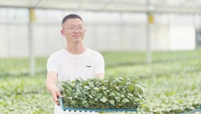 92%成活率+600万元增收——黄梅这家育苗工厂如何跻身全省前三？