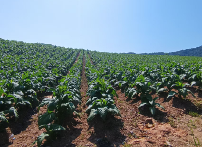 房县门古寺镇：绿染东河 烟叶丰茂