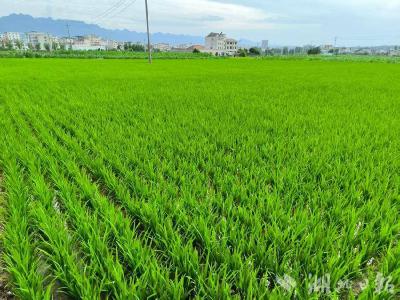 白鹤镇赤岩村：“冬闲田”变“致富田”设施蔬菜助增收