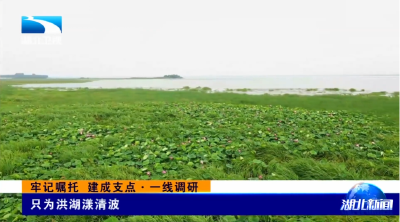 牢记嘱托 建成支点·一线调研 | 只为洪湖漾清波