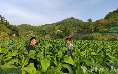 新春走基层｜一棵湖蒿的“春日快闪”：从田间到舌尖，绿色接力“抢鲜”全国
