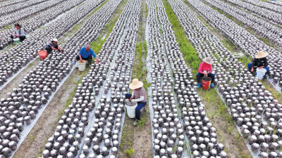 房县黑木耳喜获丰收