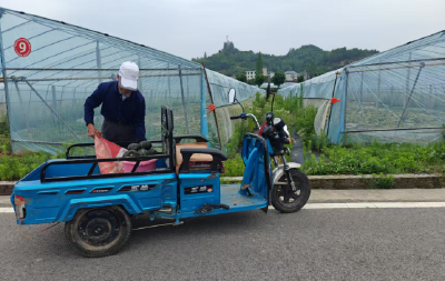 白鹤镇赤岩村：产业合作结硕果 南瓜飘香惠民生