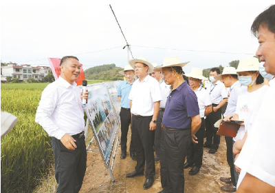 深耕红莲稻海 守护大国粮仓——朱仁山团队以大别山精神铸就粮食安全“中国芯”